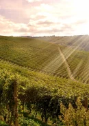 Weinprobenseminar am 19.09.2026: <br> Deutsche Lagenweine