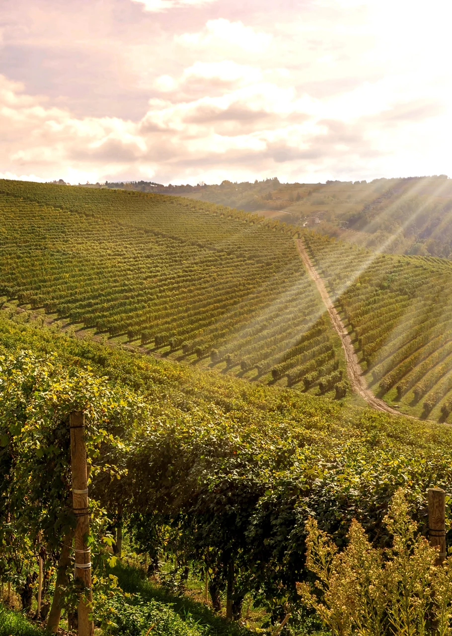 Weinprobenseminar am 19.09.2026: <br> Deutsche Lagenweine