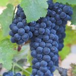 Weinprobenseminar am 12.03.2026: <br>Die Rebsorte Merlot